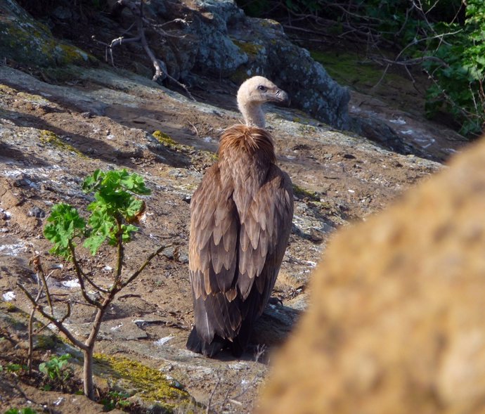 Ave En Las Islas Columbretes