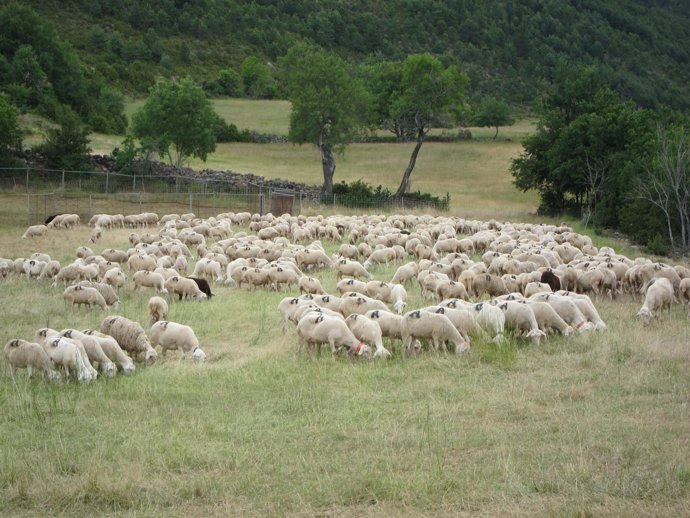 Rebaño De Ovejas En El Pirineo
