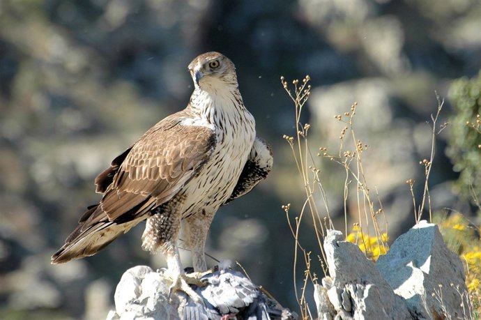 Recuperación Del Águila Azor Perdicera