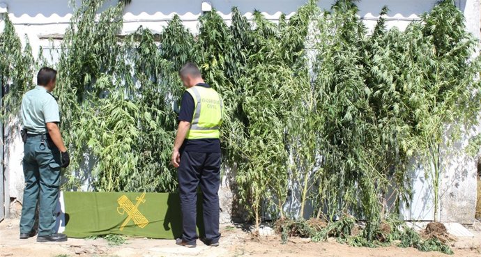 Plantación De Marihuana