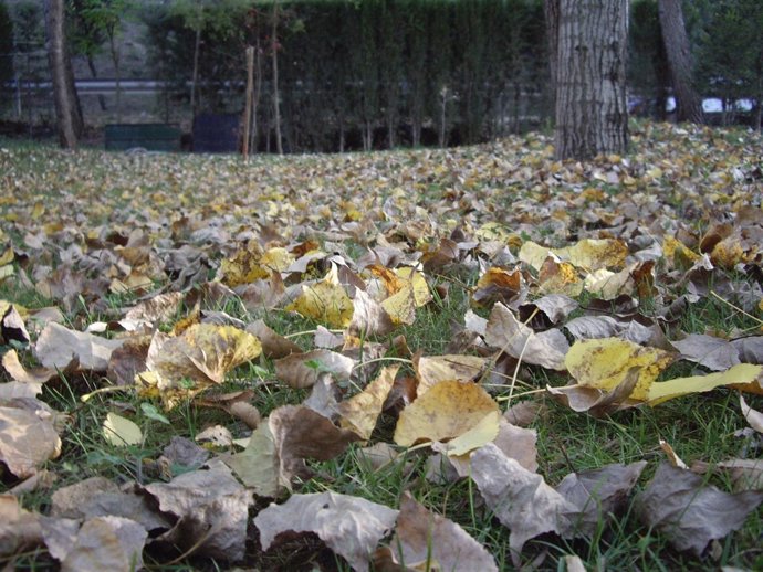 Hojas Caídas En Otoño