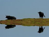Los criadores achacan la prohibición taurina al "mercadeo político coyuntural"