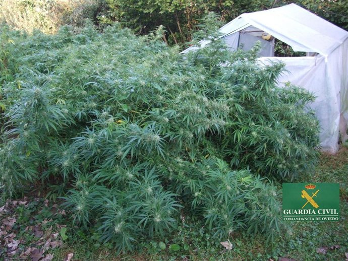 Marihuana Intervenida