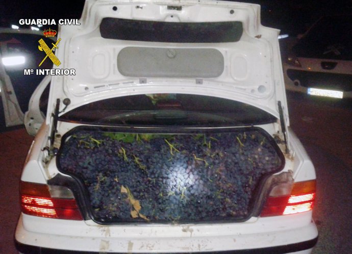 El Malatero Del Vehículo Interceptado, Repleto De Uva