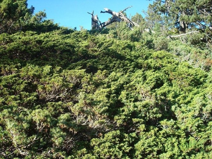 Sabina Rastrera En La Vall D'aran