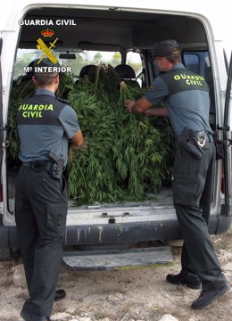 La Guardia Civil Desmantela Un Punto De Producción De Marihuana En Jumilla