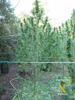 Marihuana Aprehendida