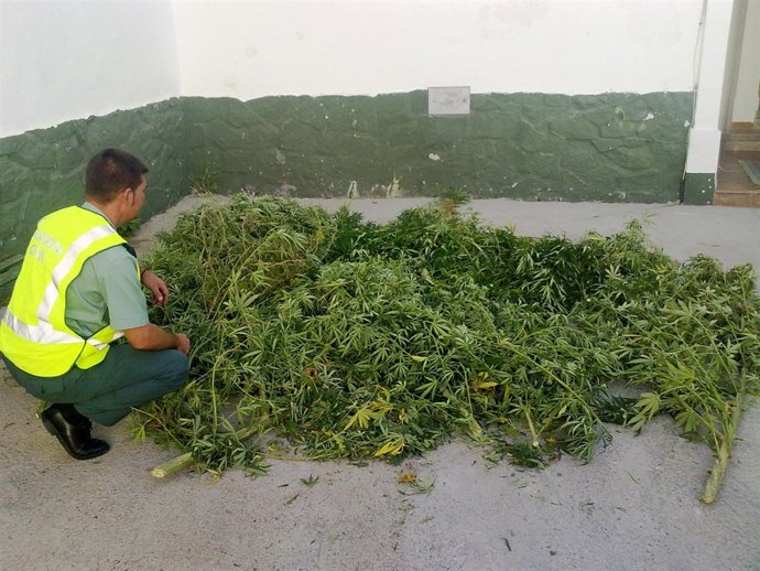 Detenido Por Poseer Una Plantación De Marihuana En Su Piso De Gerena (Sevilla)