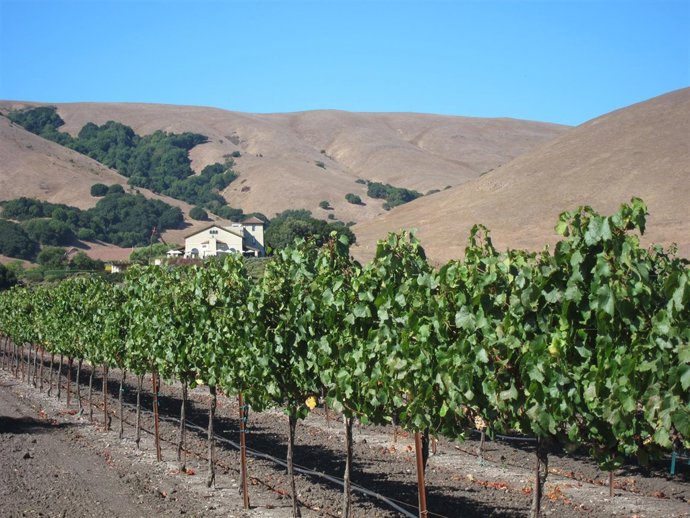 Viñeados De Freixenet En Sonoma