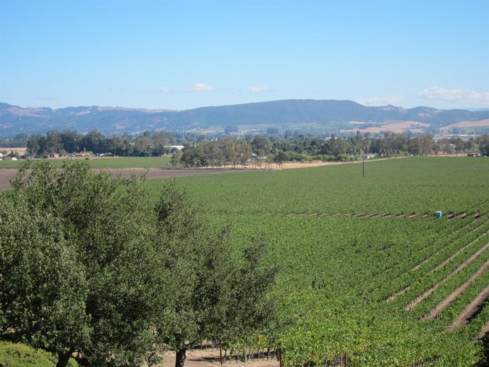 Viñedos de Freixenet En Estados Unidos