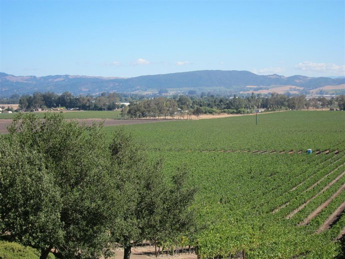 Viñedos de Freixenet En Estados Unidos