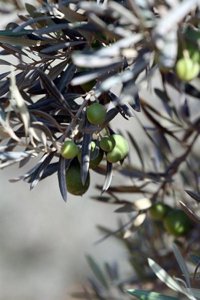 Ávila destaca la Ley del Olivar como "instrumento para encauzar el arreglo de los problemas" del sector