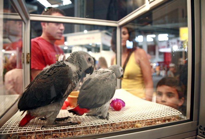 Salón Mascota De Fira De Barcelona