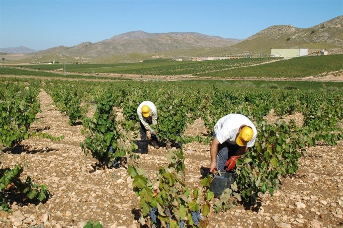 Imagen De La Vendimia