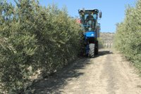 COAG y UPA ven "una oportunidad" en la Ley del Olivar mientras Asaja la considera "totalmente inútil"