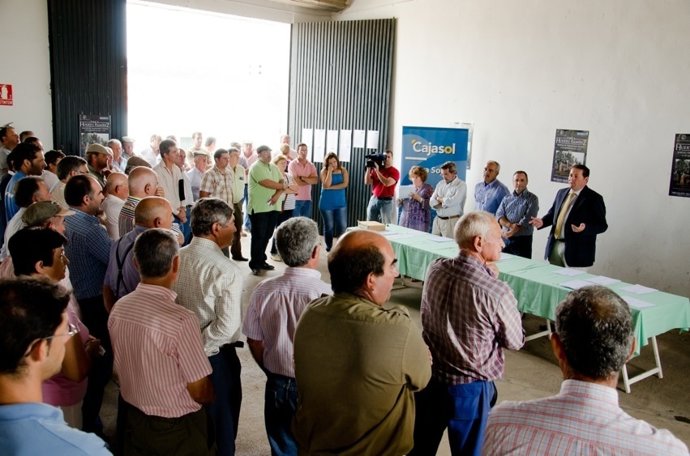 Sorteo De 160 Ejemplares De Reproductores Ovinos. 