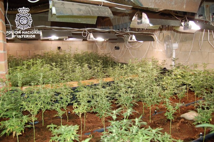 Plantación De Marihuana