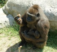 Bruselas amenaza a España con una multa por no garantizar el bienestar de los animales en los zoos