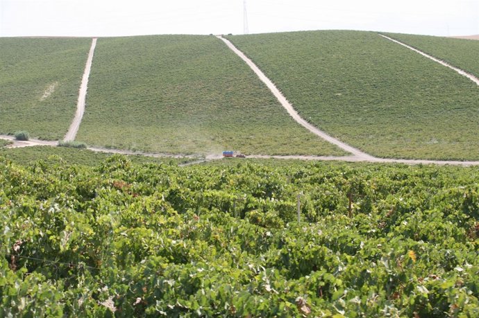 Vendimia En El Marco De Jerez