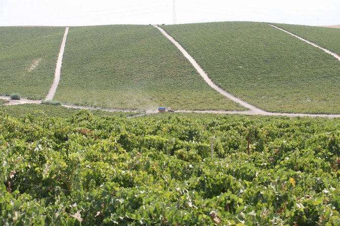 Vendimia En El Marco De Jerez
