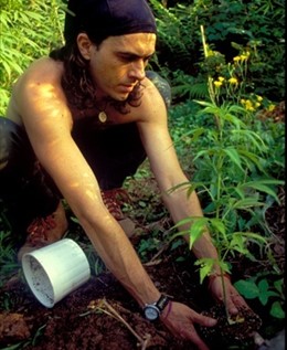 Cultivo Legal Del Banco De Semillas Asturjaya.