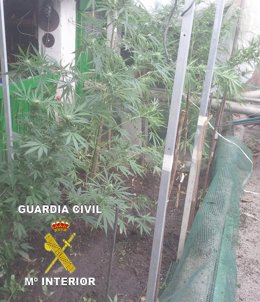 Plantación Marihuana