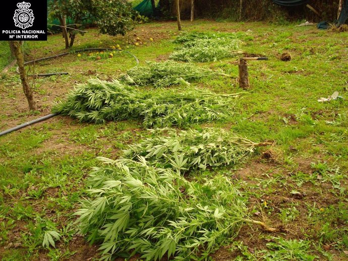 Plantación De Marihuana