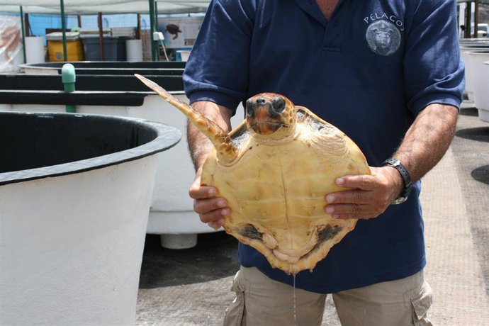 Ejemplar De Tortuga 'Boba' Rescatada