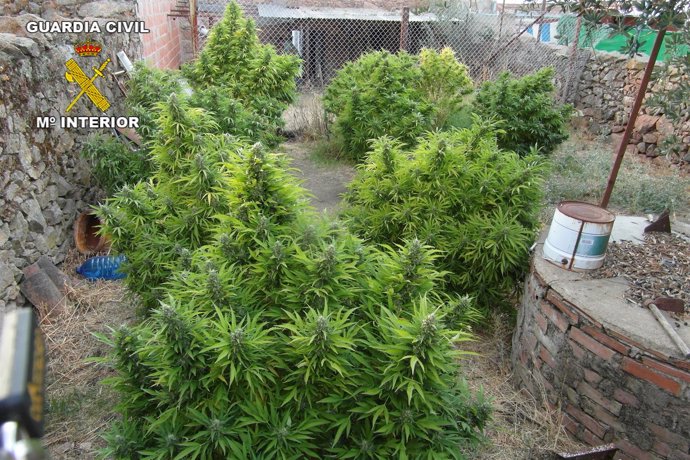 Plantación De Marihuana Hallada En El Registro