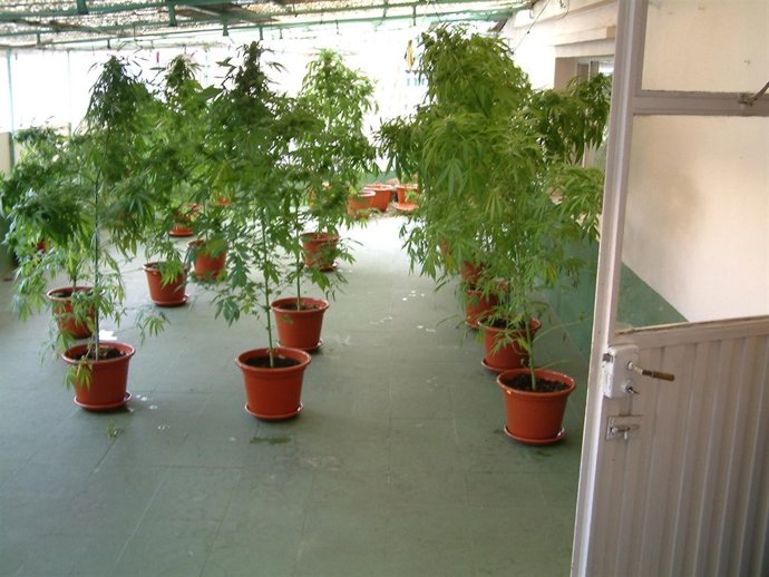 Varias De Las Plantas De Marihuana Requisadas A Un Vecino De Vilagarcía