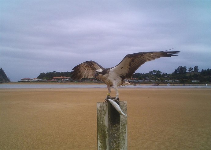 Un Ejemplar De Águila Pescadora En La Ría De Villaviciosa