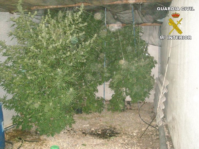 Marihuana Intervenida