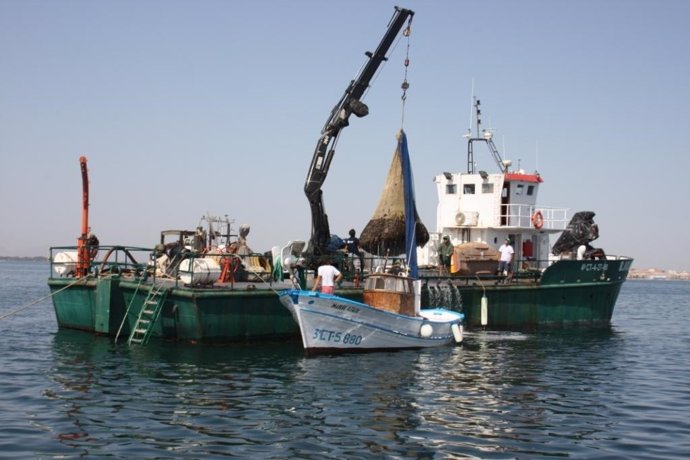 Operativo De Pesca En El Mar Menor De Las Medusas