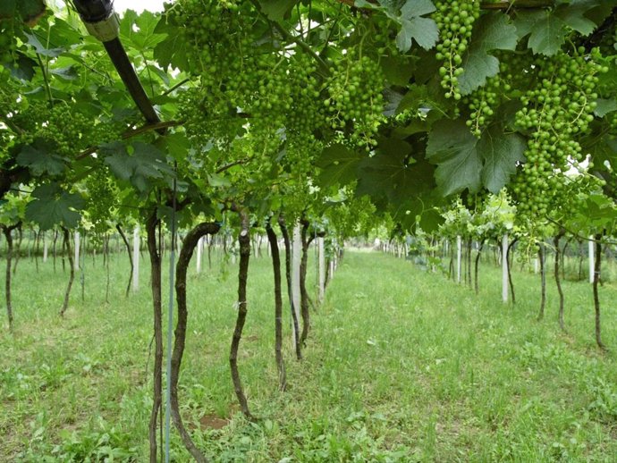 Fotograma De La Película 'Kissed By The Grape'