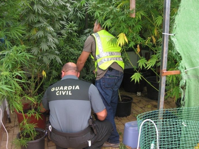 Plantas De Marihuana Encontradas En El Domicilio De Uno De Los Detenidos