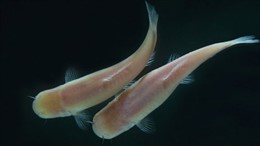 Imagen Del Pez Ciego