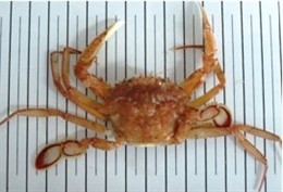 Investigación CSIC Falsa Nécora