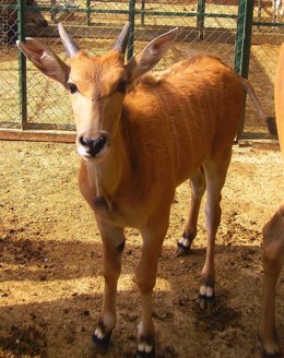 Eland