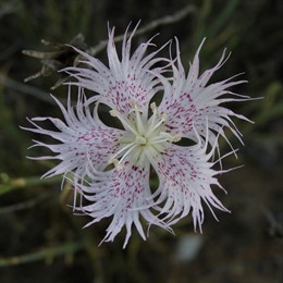 Especie De Clavel Silvestre