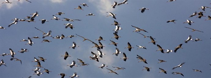 Ejemplares De Cigüeña Blanca Al Paso Del Estrecho