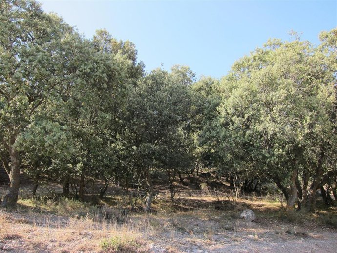 Monte, Bosque, Encinas