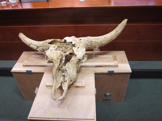 Cráneo De Bisonte Encontrado En Mutriku