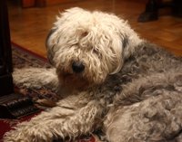 El Refugio critica la nueva Ley de mascotas porque prohíbe alimentar a animales abandonados pero "permite sacrificarlos"