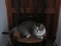 Federación Protectora de Animales dice que la ley es un avance pero censura que se prohíba alimentar a gatos abandonados