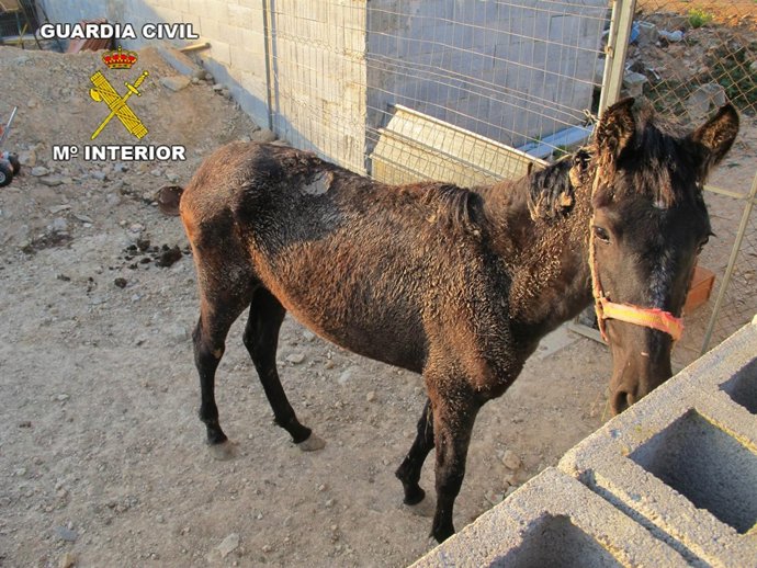Caballo Desnutrido En Canyelles