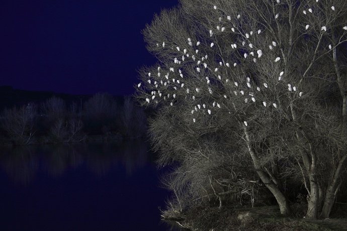 Fotografía Ganadora Del IV Concurso Los Sotos De Alfaro, De Javier Munuera Aves 