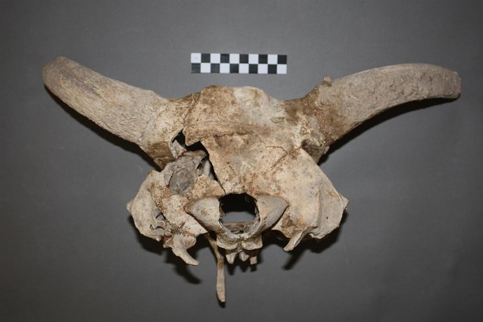 Proyecto De Excelencia Motriz En Paleobiología