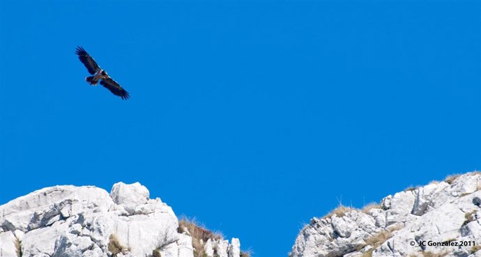 El Ejemplar De Quebrantahuesos 'Deva'