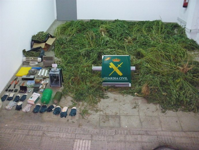 Plantas De Marihuana Y Material Intervenido Por La Guardia Civil.    