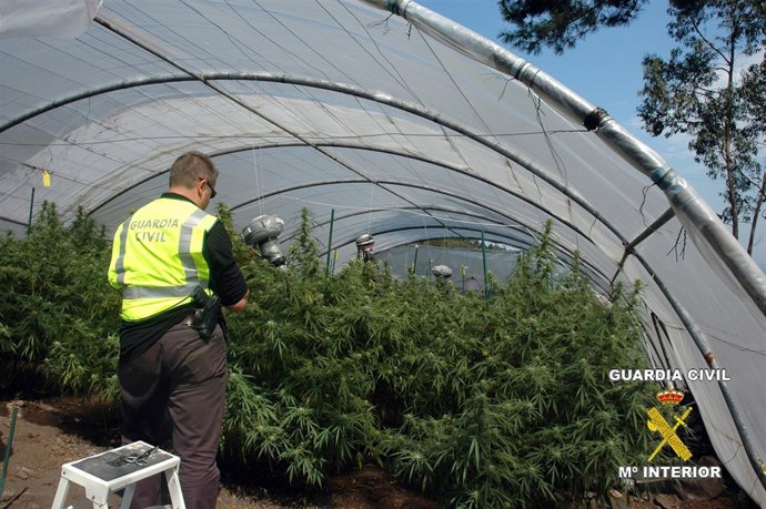 Una De Las Plantaciones De Marhuana Localizada.